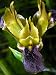 Outdoor Living : Widow Iris 10 Bulbs - Unusual/Fragrant - Hermodactylus
