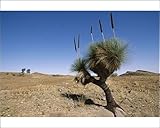 Photographic Prints of Yakka plant, Flinders Range, South Australia, Australia, Pacific from Robert Harding