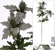 Eight 29" Artificial Sea Holly Sprays