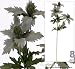 Eight 29" Artificial Sea Holly Sprays
