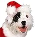 Rubies Christmas Collection Santa Claus Pet Costume, Large