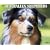 Just Australian Shepherds 2009 Calendar