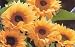 Peach Passion Sunflower - 25 Seeds