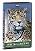 BBC Atlas of the Natural World - Spirits of the Jaguar