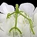 Tinksky Hydrangea Flowers for Home Wedding Decoration White, 20pcs of Pack