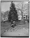 Photo Reprint Nation's Christmas tree ready to be lighted. Washington, D.C., Dec. 22. The Nation's community