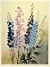 1922 Print Delphinium Perennial Flowers Frank Galsworthy Art Botanical Floral - Original Color Print