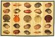 Laser Printed Split Bamboo Sea Shells 3' x 5' Veranda Rug