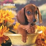Dachshund Puppies 2008 Square Wall Calendar