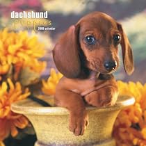 Dachshund Puppies 2008 Square Wall Calendar