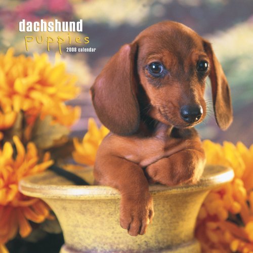Dachshund Puppies 2008 Square Wall Calendar