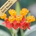 25 Seeds, Bloodflower (Asclepias curassavica) Seeds by Seed Needs