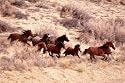 Mustangs Running Poster (#120)