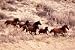 Mustangs Running Poster (#120)