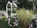 Arbored Entryway with Ornamental Grasses and Blooming Hydrangeas Photographic Poster Print by Darlyn