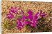 Canvas Prints of Babiana curviscapa, in its pink-Cerise form. Iris-relative from Ardea Wildlife Pets