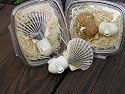 Cape Cod Seashells Nightlight -Scallop Shell