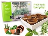 growing basil indoor:Buzzy Herb Grow Planter Kit Basil Parsley Chives