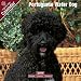 2009 Portuguese Waterdog Wall Calendar