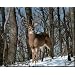 Whitetail Buck Deer with big rack Print POSTER Hunting - 13x19
