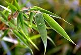 Green Panda Bamboo - Bamboo - Fargesia - Grow Indoors/Out