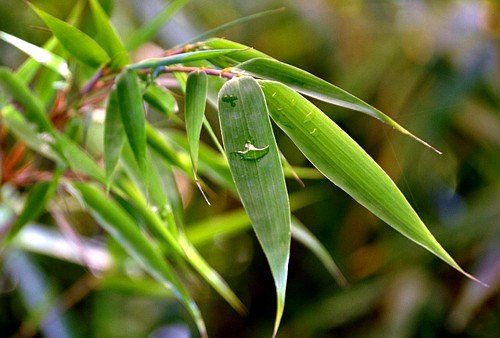 Green Panda Bamboo - Bamboo - Fargesia - Grow Indoors/Out