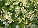 Feverfew Tanacetum Parthenium Poppy Seedheads Photographic Poster Print by Mark Bolto...