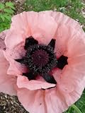 51eB7JJoJOL. SL160  200 Oriental Poppy Flower Seeds. Princess Victoria Louise Poppies.