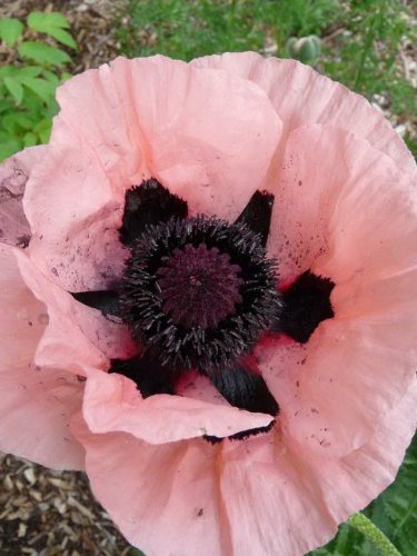 100 PRINCESS VICTORIA LOUISE ORIENTAL POPPY Papaver Orientale Flower Seeds 100 PRINCESS VICTORIA LOUISE ORIENTAL POPPY Papaver Orientale Flower Seeds