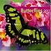 Search : Butterflies 2011 Square 12X12 Wall Calendar