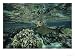 Hawaiian Monk Seal in a Coral Sea Reef, French Frigate Shoals, Hawaiian Islands Photographic Poster Print by Bill Curtsinger, 16x12
