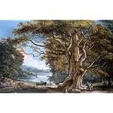 An Ancient Beech Tree, by Paul Sandby (Print On Demand)