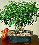 Hawaiian Umbrella Tree Bonsai