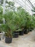 Chamaerops humilis - europäische Zwergpalme Topfbreite 60 cm / Pflanzenhöhe 200 cm mit Topf / Busch