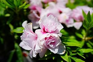 ツツジ 平戸ツツジ 【 ピンク八重 】 4号ポット つつじ 苗 庭木 常緑樹 グランドカバー 低木