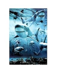 From Amazon.com. Click for details:
 Shark Infested Poster Art Print Poster - 24x36 Animal Poster Print, 24x36 Shark Infested Poster Art Print Poster - 24x36 Animal Poster Print, 24x36