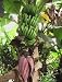 From Diet Bananas with Flower - 18"H x 14"W - Peel and Stick Wall Decal by Wallmonkeys