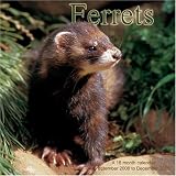 Ferrets 2009 Wall Calendar