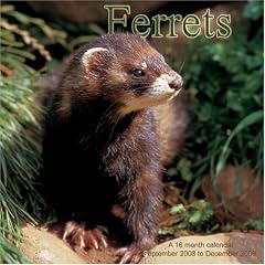 Ferrets 2009 Wall Calendar
