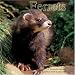 Ferrets 2009 Wall Calendar