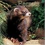 Ferrets 2009 Wall Calendar