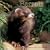 Ferrets 2009 Wall Calendar
