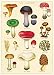 Cavallini Decorative Paper - Mushrooms 2 Wrap 20