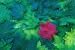 Vine Maple Leaves - 24