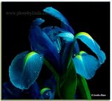 Linda Shier Dutch Iris Splendor 13 x 19 Glossy Print