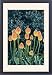 Framed Prints of SGI-4803 Red Hot Poker / Torch Lily from Ardea Wildlife Pets