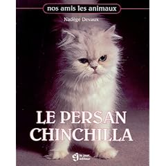 Le persan chinchilla