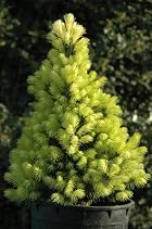 Picea Glauca Daisy's White - Alberta Spruce Tree - Pot Size #1 Gal