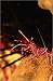 Bild: Poster 40 x 60 cm - 