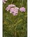 Photographic Prints of Yarrow, pink form from Ardea Wildlife Pets